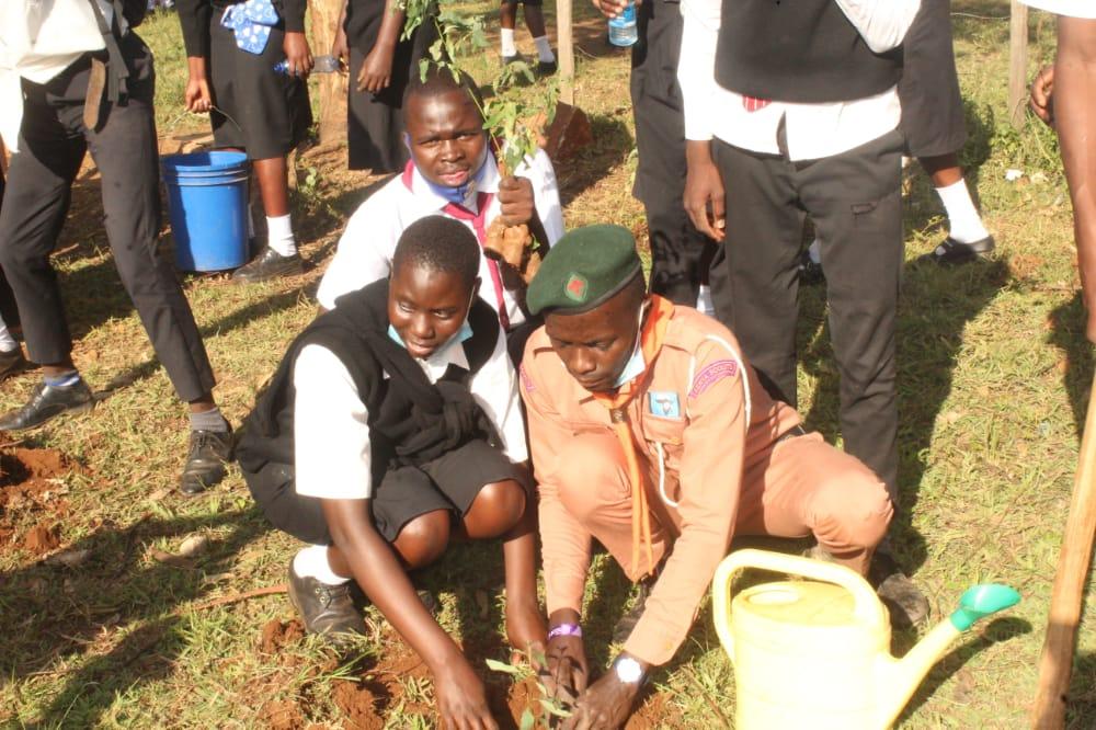 Tree planting project