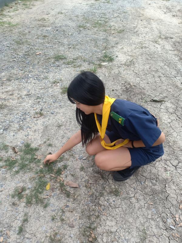 เด็ดหญ้าในวิลัย