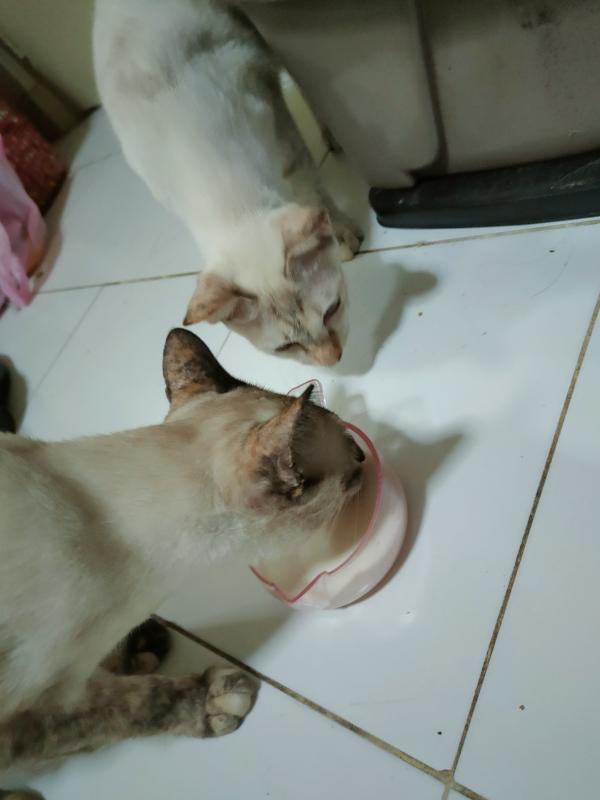 ให้อาหารแมวจร