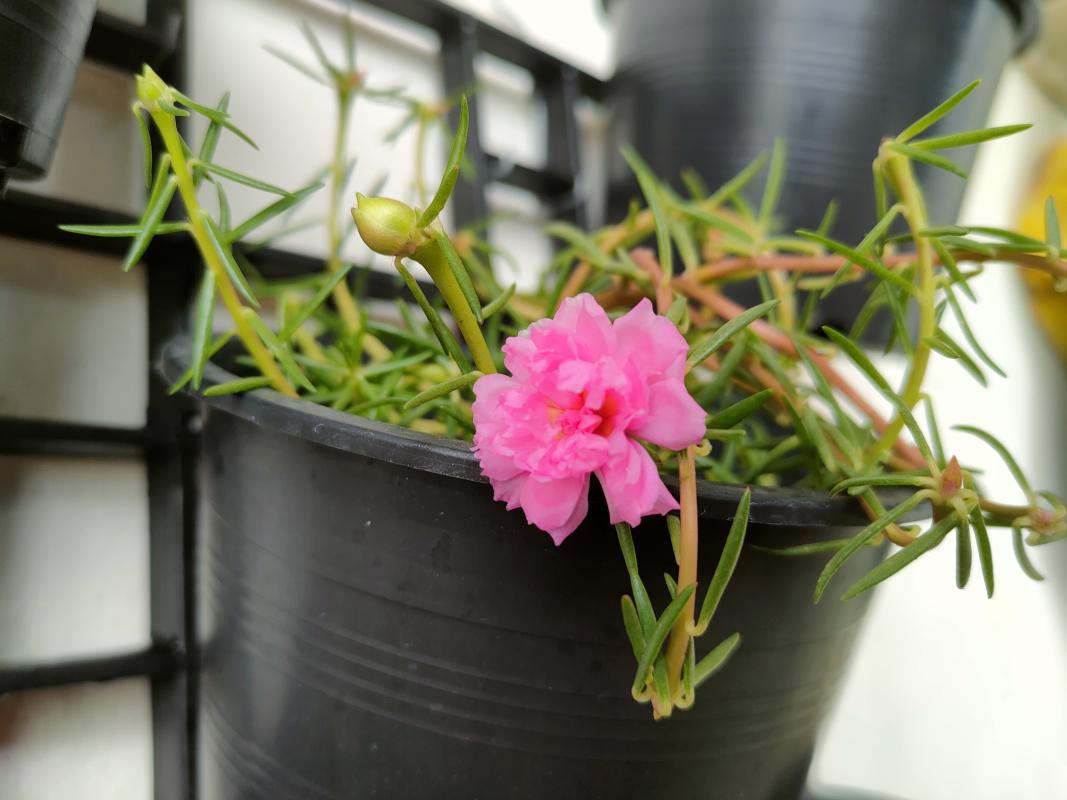 ปลูกต้นไม้ลดโลกร้อน