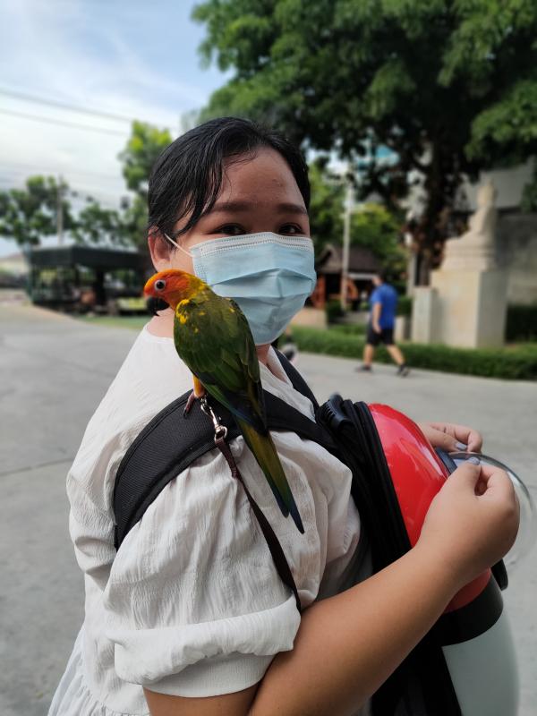 ฝึกนกบินอิสระ