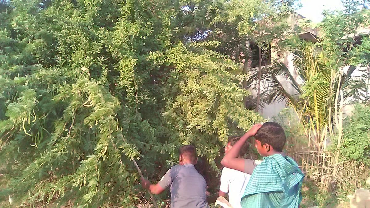 Eradication of babool trees