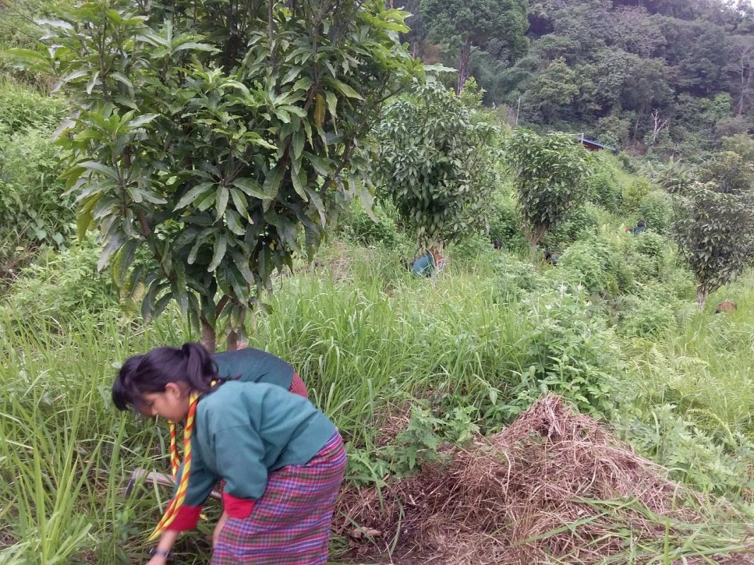 Social forestry day 