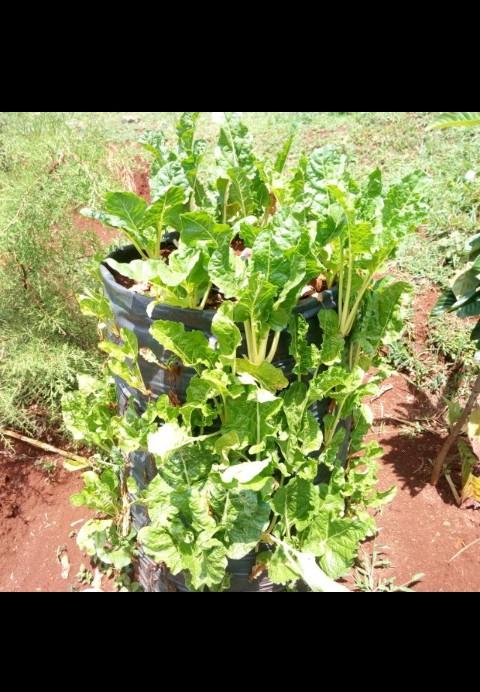 smart agriculture by kisii university flamingo rovers 