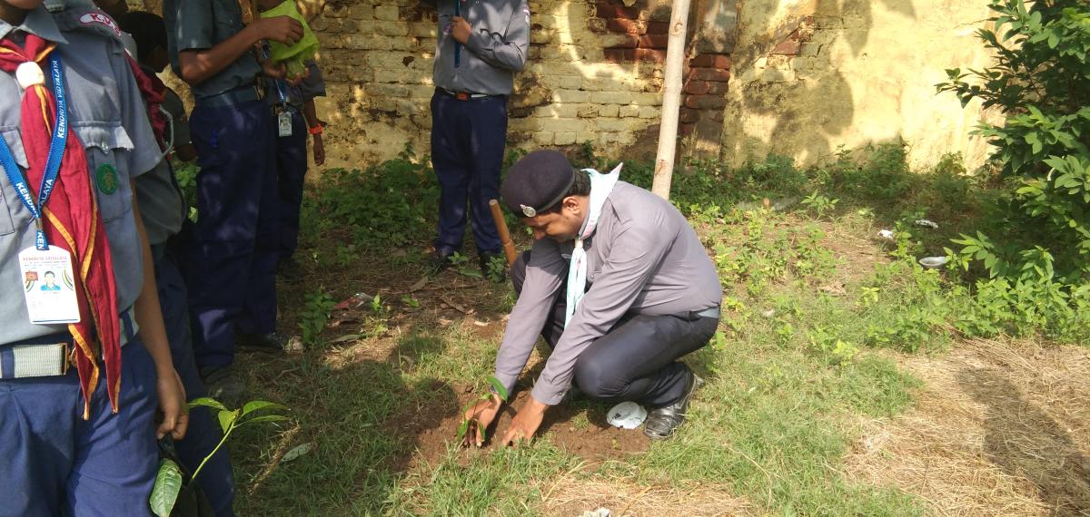 TREE PLANTATION