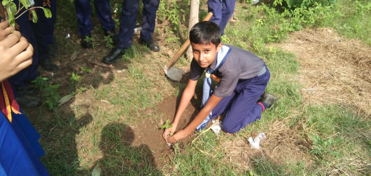 TREE PLANTATION