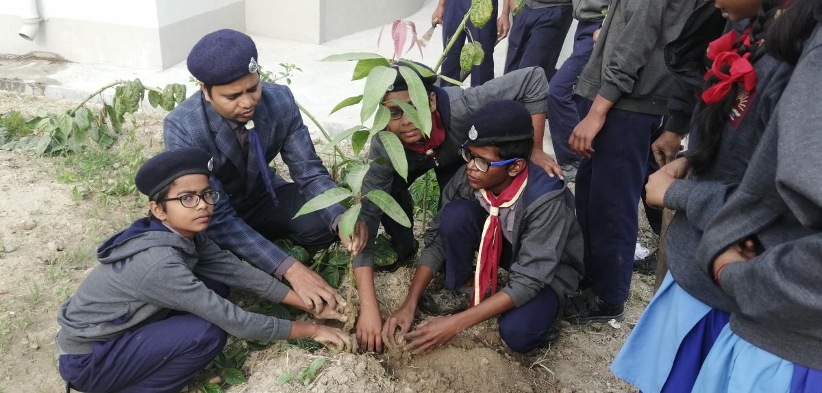 Tree plantation