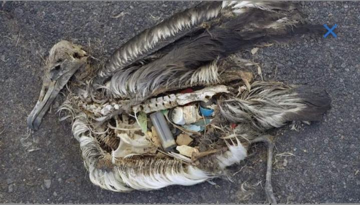 plastic pollution affects sea life throughout the ocean
