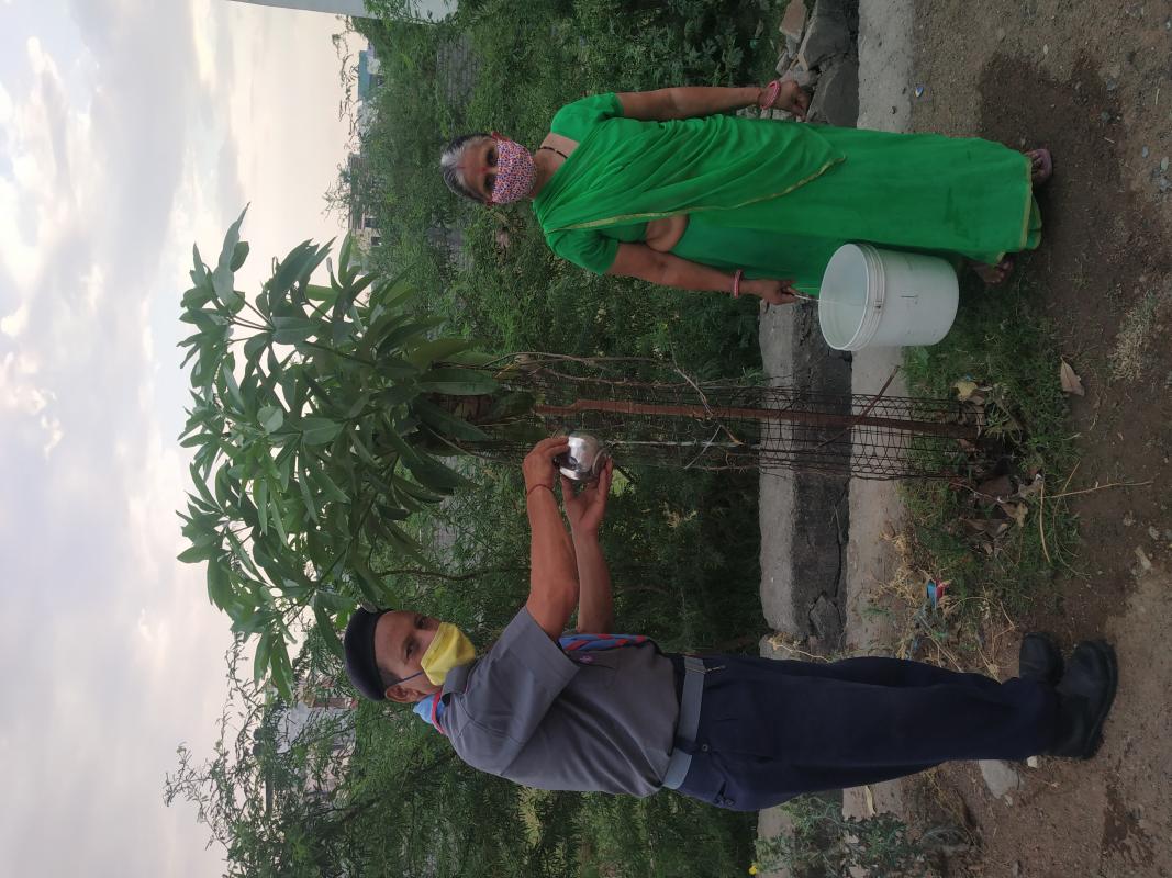 Plants protection and watering during summer and covid19 lockdown