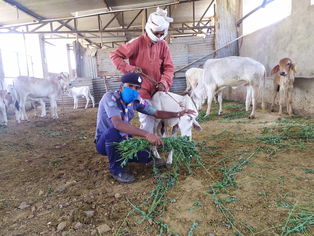 चारे की व्यवस्था की गई