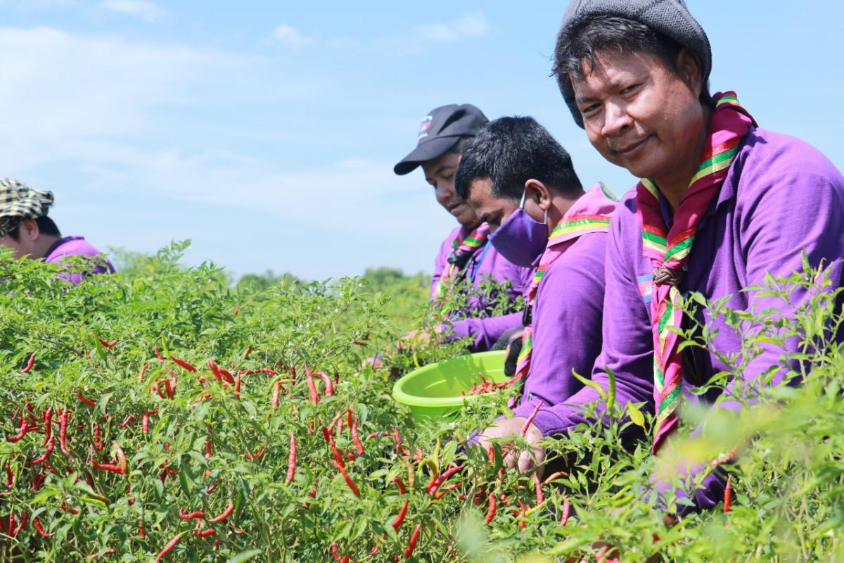 The Cambodia Scouts