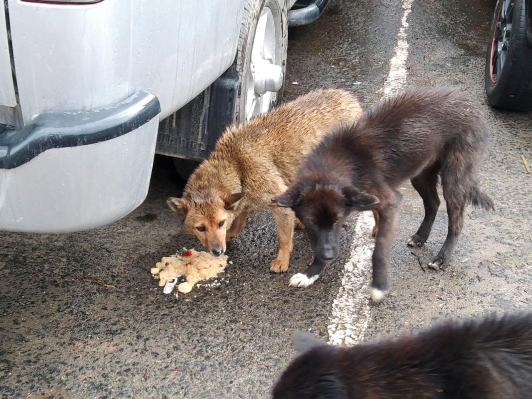 Scout for World Award (SWA)