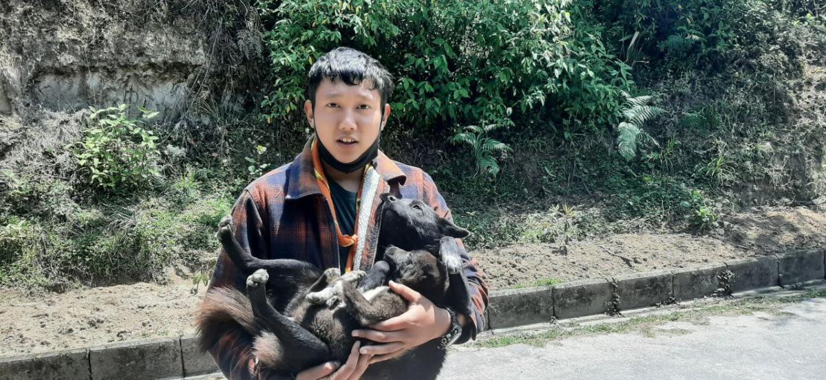 Medication for stary dogs