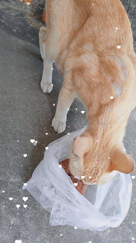 ให้อาหารน้องแมวจร