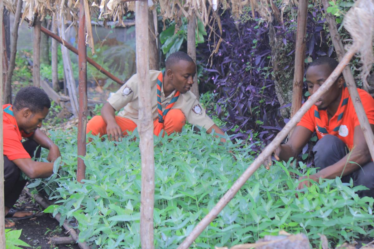 Lutter contre le changement climatique et participer à la bonne alimentation, les scouts de Goma se rangent en première ligne de bataille.