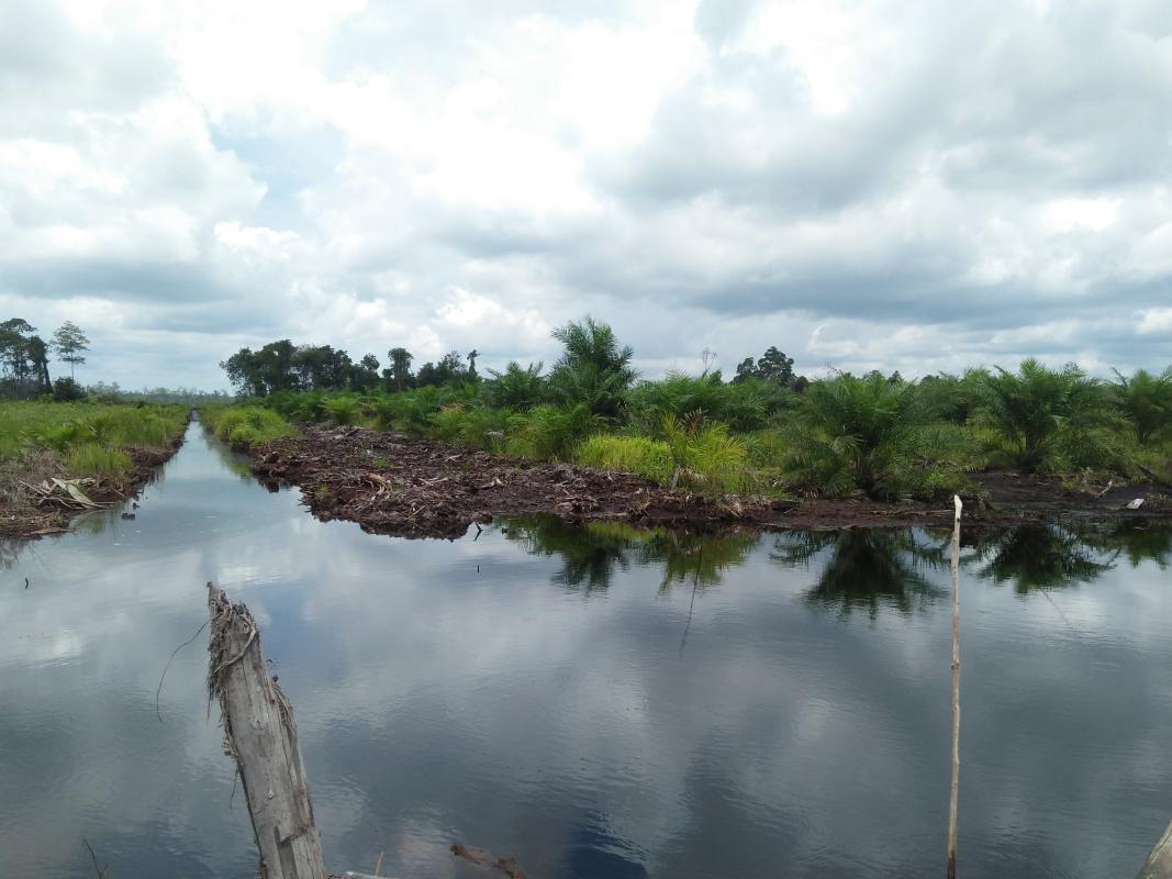 Ketika Hutan Gambut di Kotawaringin Barat Itu Berganti Sawit