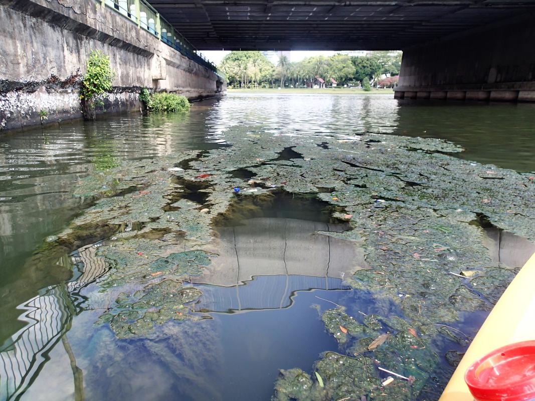 Scouts remove Algae from Reservoir