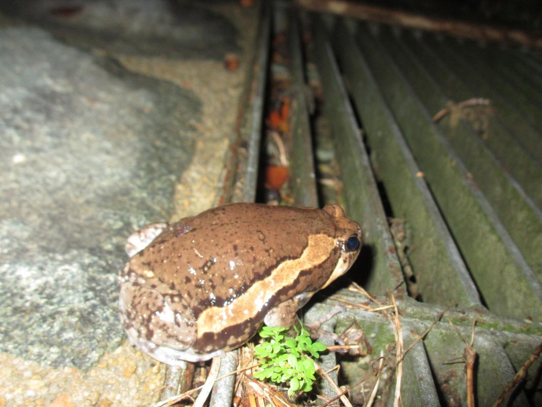 Save the Frogs