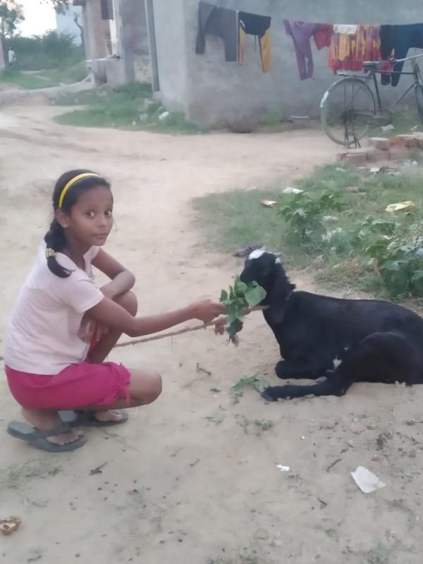 MESSENGER OF PEACE  ACTIVITIES-KVS DELHI