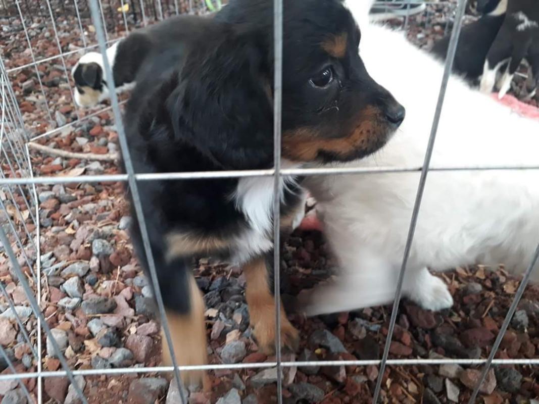 rescata y regala una oportunidad de vida