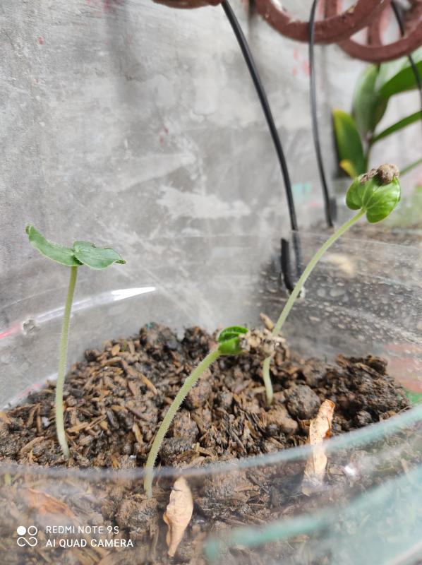 Urban Agricultural Project