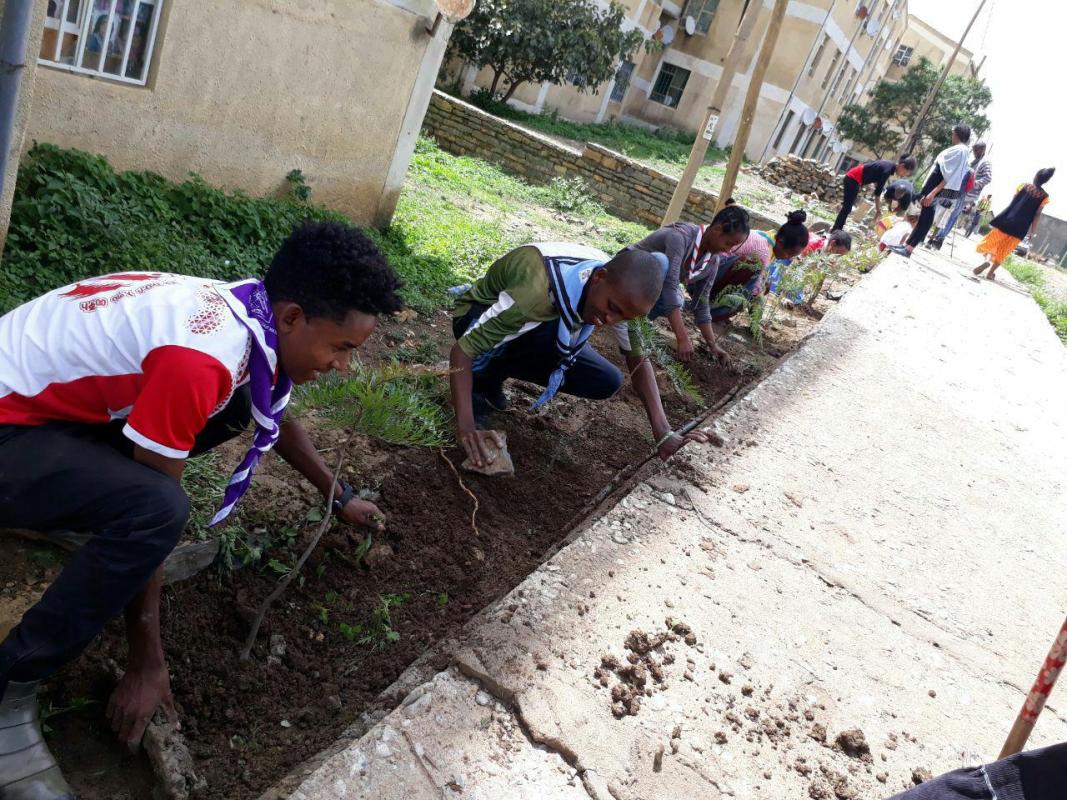 planting trees