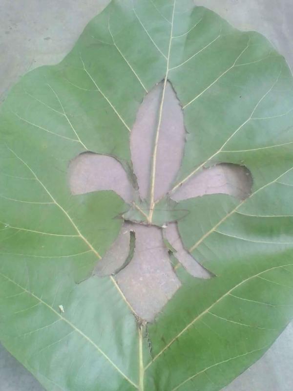 SCOUT DESIGN WORLD BUREAU ON LEAF
