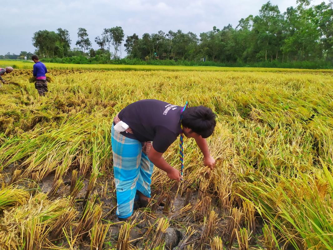 করোনায় শ্রমিক সংকটে গরিব কৃষকের ধান কেটে দেওয়া