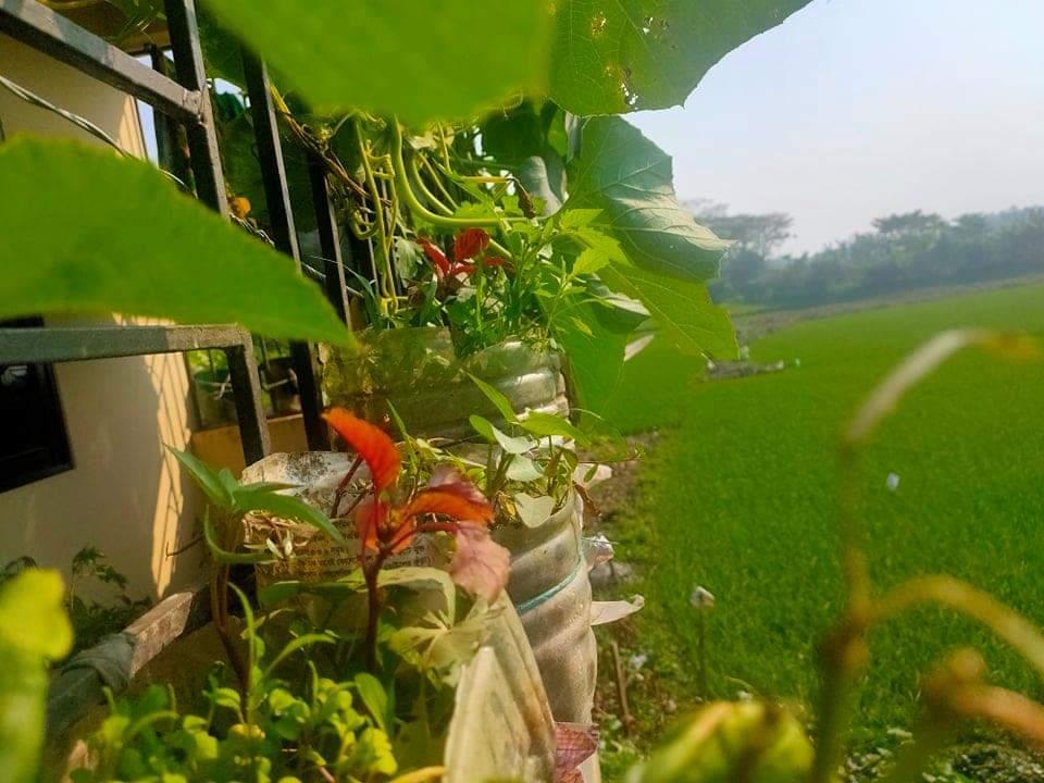 প্লাস্টিকের বিকল্প ব্যবহার করে বাগানের মডেল তৈরি