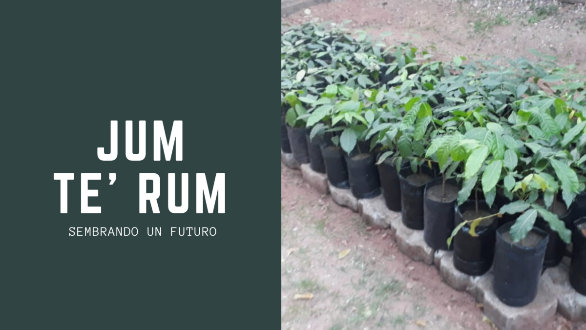 Jum Te Rum, Tegucigalpa. Honduras