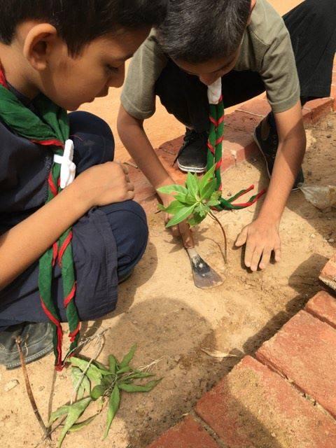 Tree Plantation 
