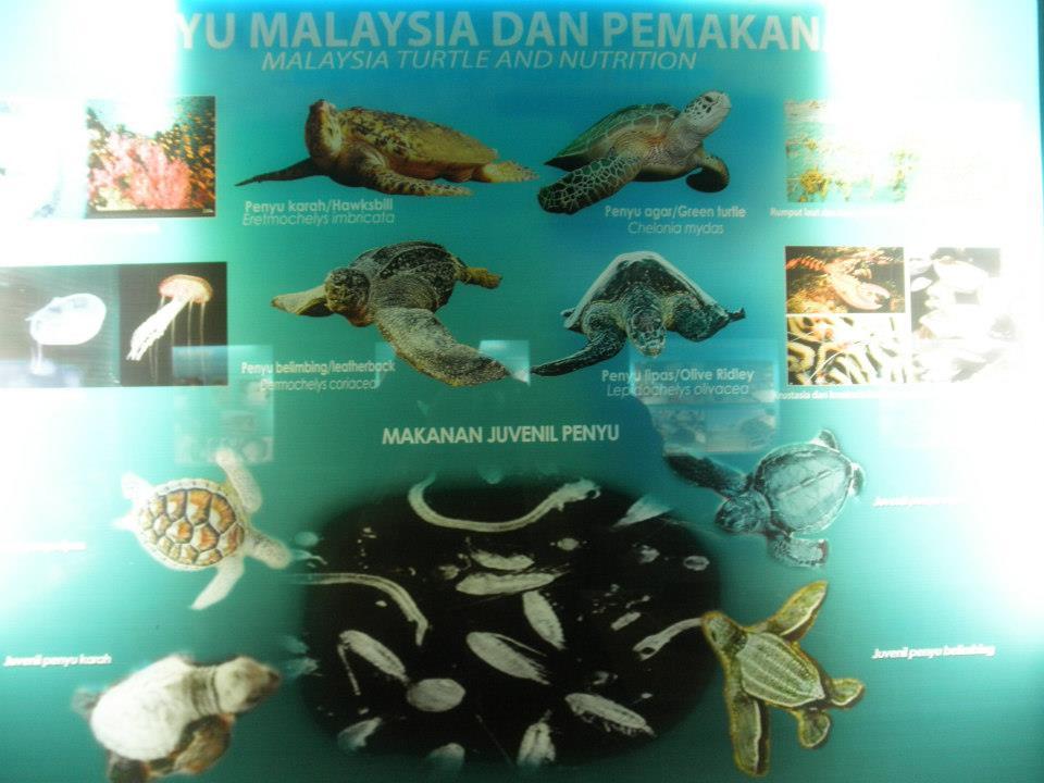  JCSMOP-LDG25_马六甲海龟保育中心服务