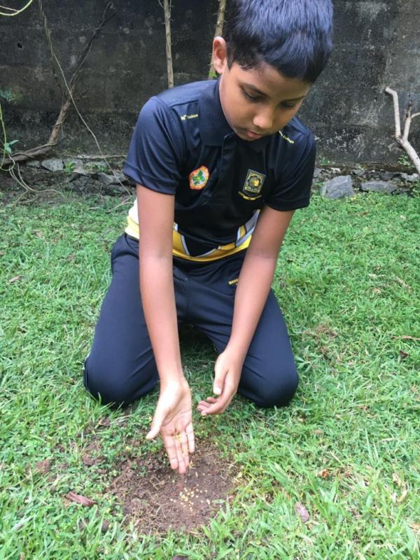 TREE PLANTING PROJECT