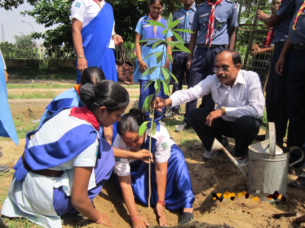 TREE PLANTATION