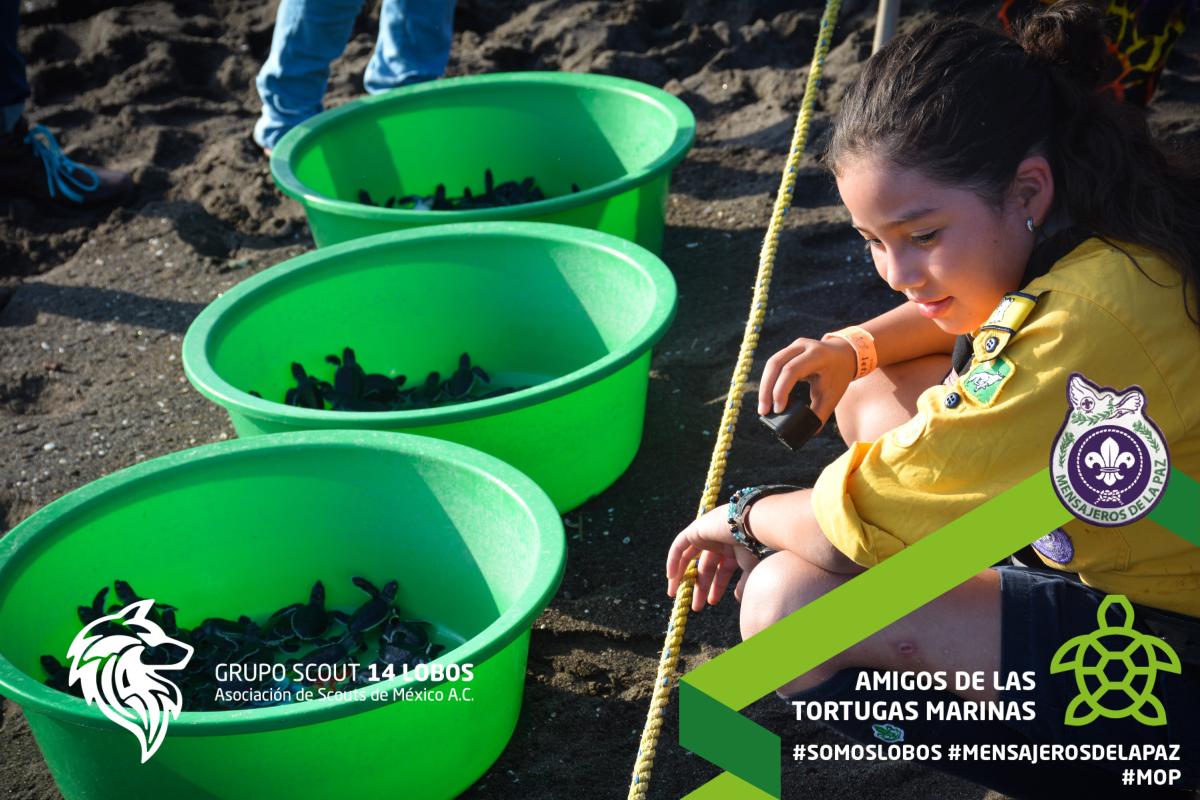 Amigos de las Tortugas Marinas