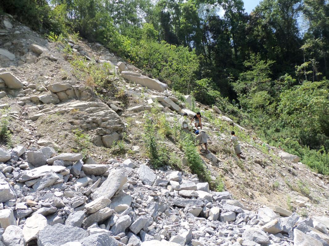 Social Forestry Day  (Plantation)