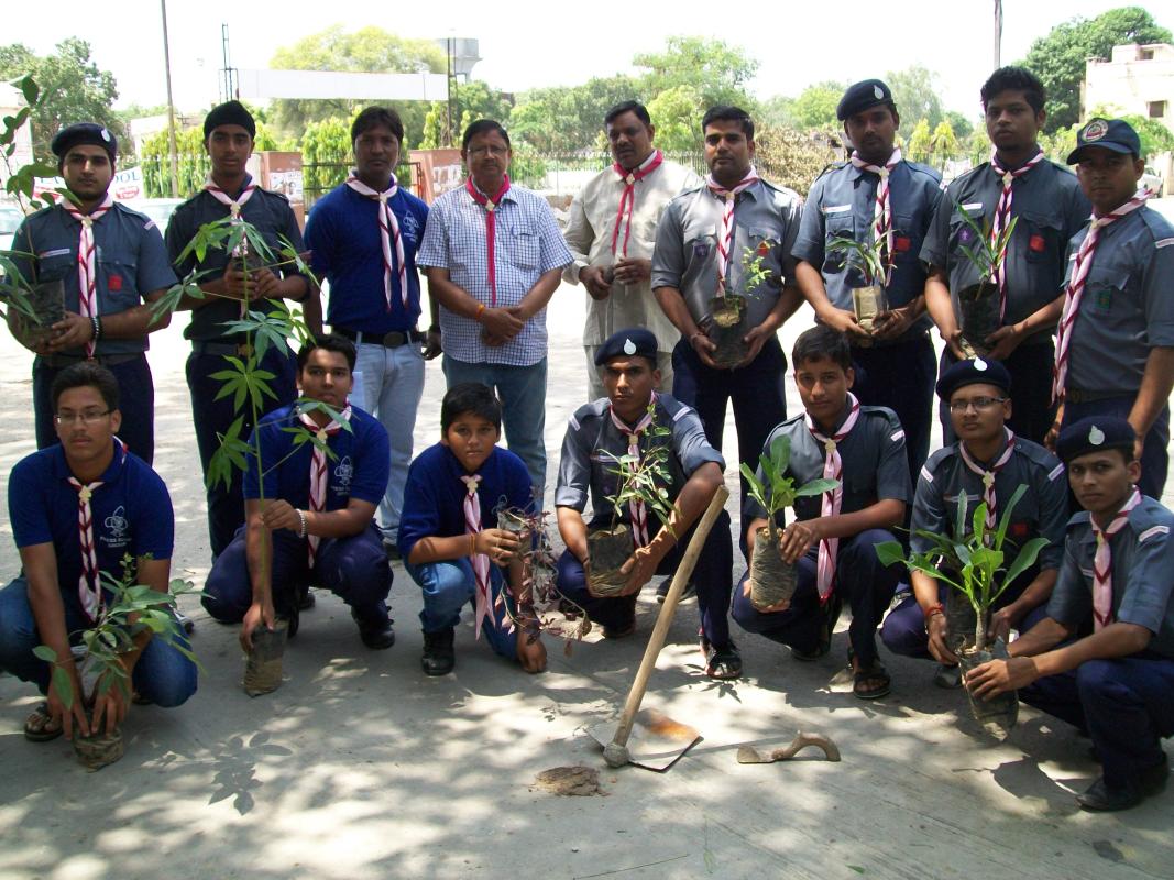 Tree Plantation