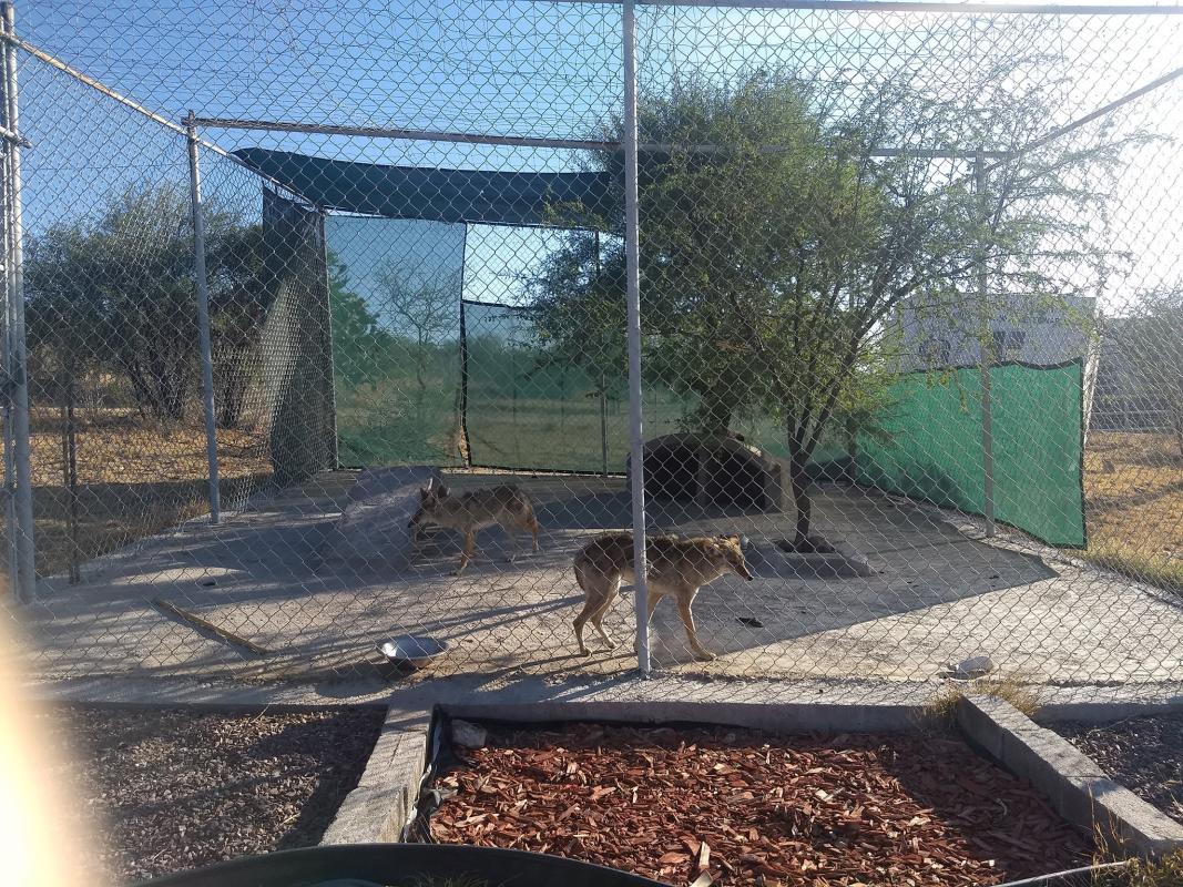 APOYO A LOS TRABAJOS DE LA UMA Y PROYECTO DE DAN