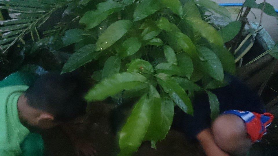 Tree Planting