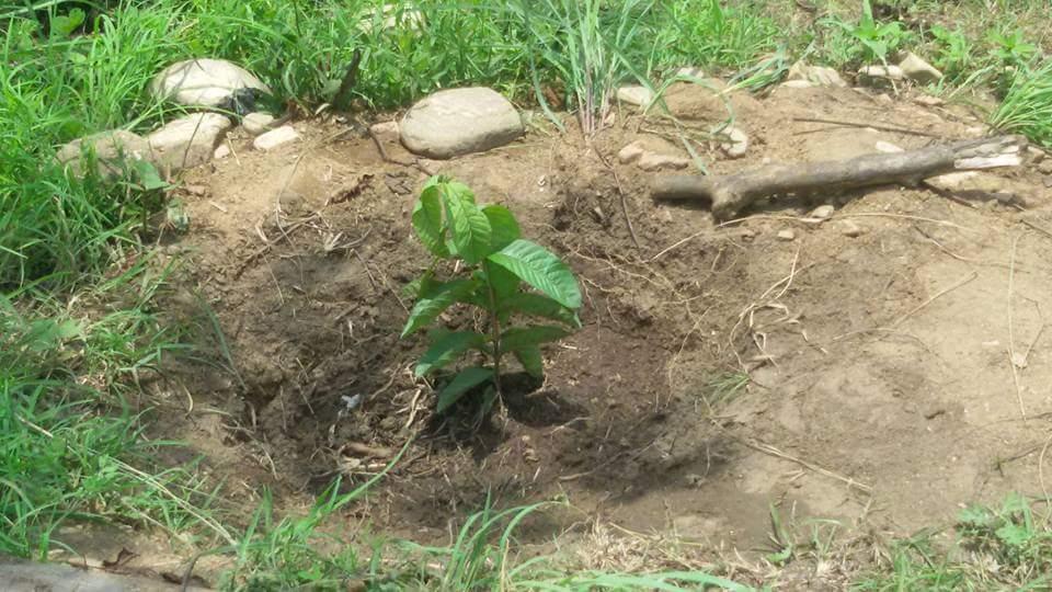 Life without trees means life without love