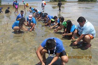 Messenger of Peace Mangrove Planting