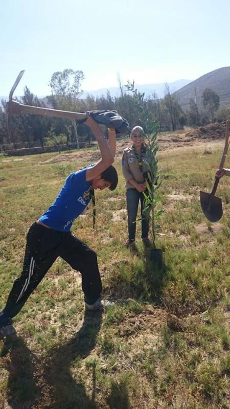 Arbolito de mi destino