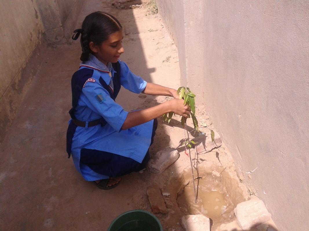 CELEBRATION OF RAKHI WITH PLANTS