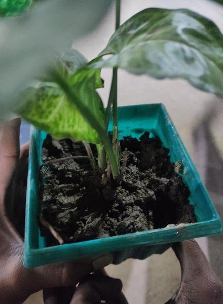 "প্লাষ্টিক টাইড টার্নার চ্যালেঞ্জ ব্যাজ''  প্রারম্ভিক পর্যায় কারুকার্য 