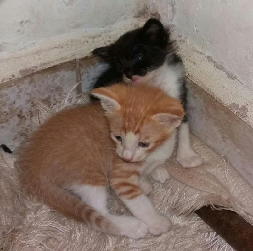 Buscando hogar para 2 gatitos