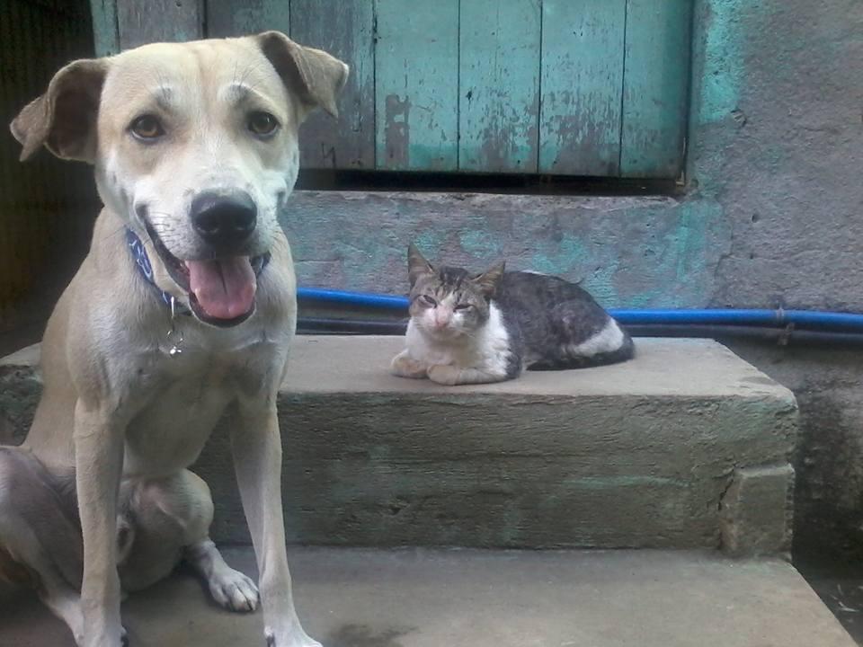 feeding program for stray dogs and cats