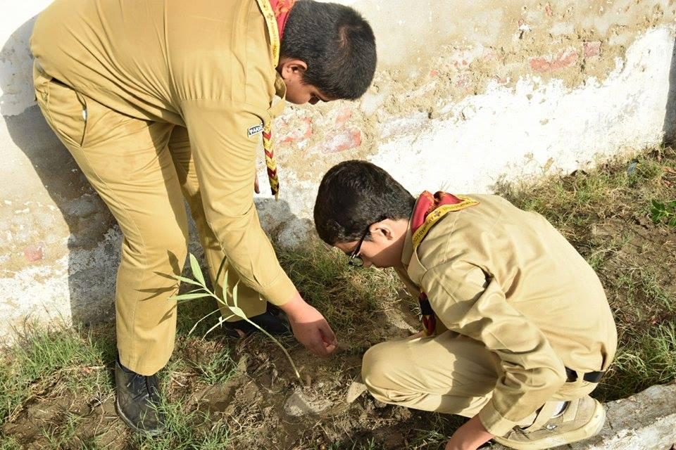 plantation activity
