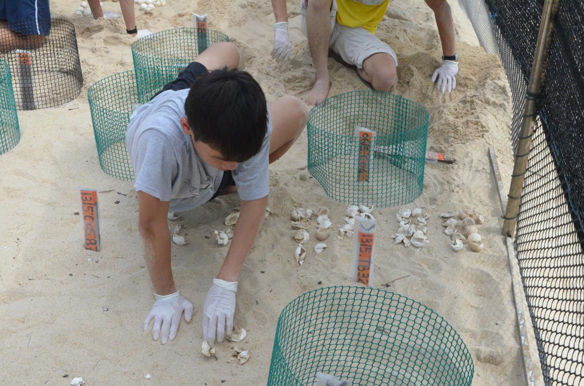 Project Orion V : Rovering With Turtles