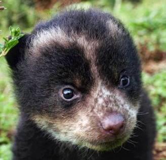 Operación Oso Andino Ecuador 