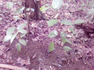 Watershed Tree Planting